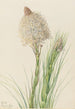 Xérophylle tenace Xerophyllum tenax - Mary Vaux Walcott — artwork view