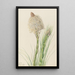 Xérophylle tenace Xerophyllum tenax - Mary Vaux Walcott — framed artwork on a wall