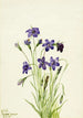 Campanula Campanula - Mary Vaux Walcott — artwork view
