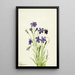 Campanula Campanula - Mary Vaux Walcott — framed artwork on a wall