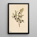 Myrtille à grandes feuilles Vaccinium membranaceum - Mary Vaux Walcott — framed artwork on a wall