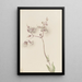 Silène enflé Silene latifolia - Mary Vaux Walcott — framed artwork on a wall
