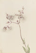Silène enflé Silene latifolia - Mary Vaux Walcott — artwork view