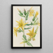 Mentzelia laevicaulis Mentzelia laevicaulis - Mary Vaux Walcott — framed artwork on a wall