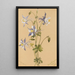 Ancolie bleue Aquilegia caerulea - Mary Vaux Walcott — framed artwork on a wall
