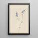 Delphinium nuttallianum - Mary Vaux Walcott — gerahmtes Bild an der Wand