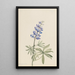 Lupin argenté Lupinus argenteus - Mary Vaux Walcott — gerahmtes Bild an der Wand