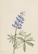 Lupin argenté Lupinus argenteus - Mary Vaux Walcott — Ansicht des Kunstwerks