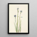 Sisyrinchium à feuilles étroites Sisyrinchium angustifolium - Mary Vaux Walcott — gerahmtes Bild an der Wand