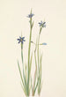 Sisyrinchium à feuilles étroites Sisyrinchium angustifolium - Mary Vaux Walcott — Ansicht des Kunstwerks