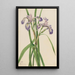 Iris versicolore Iris versicolor - Mary Vaux Walcott — gerahmtes Bild an der Wand