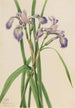 Iris versicolore Iris versicolor - Mary Vaux Walcott — Ansicht des Kunstwerks