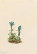 Gentiane glauque Gentiana glauca - Mary Vaux Walcott — artwork view