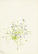Houstonie à feuilles de serpolet Houstonia serpyllifolia - Mary Vaux Walcott — Ansicht des Kunstwerks