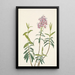 Kalmia des marais Kalmia polifolia - Mary Vaux Walcott — gerahmtes Bild an der Wand
