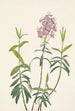 Kalmia des marais Kalmia polifolia - Mary Vaux Walcott — Ansicht des Kunstwerks
