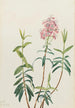 Kalmia des marais Kalmia polifolia - Mary Vaux Walcott — Ansicht des Kunstwerks