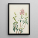 Kalmia des marais Kalmia polifolia - Mary Vaux Walcott — gerahmtes Bild an der Wand