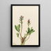 Trèfle d'eau Menyanthes trifoliata - Mary Vaux Walcott — framed artwork on a wall