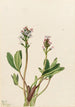Trèfle d'eau Menyanthes trifoliata - Mary Vaux Walcott — artwork view