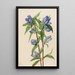 Gentiane savonneuse Gentiana saponaria - Mary Vaux Walcott — gerahmtes Bild an der Wand