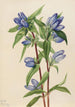 Gentiane savonneuse Gentiana saponaria - Mary Vaux Walcott — Ansicht des Kunstwerks