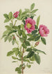 Rose de Bourgeau Rosa bourgeauiana - Mary Vaux Walcott — Ansicht des Kunstwerks