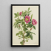 Rose de Bourgeau Rosa bourgeauiana - Mary Vaux Walcott — gerahmtes Bild an der Wand