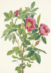 Rosenblüten der Bourgeau Rosa bourgeauiana - Mary Vaux Walcott — Ansicht des Kunstwerks