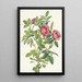 Rosenblüten der Bourgeau Rosa bourgeauiana - Mary Vaux Walcott — gerahmtes Bild an der Wand