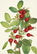Frucht der Rose von Bourgeau Rosa bourgeauiana - Mary Vaux Walcott — Ansicht des Kunstwerks