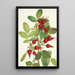 Frucht der Rose von Bourgeau Rosa bourgeauiana - Mary Vaux Walcott — gerahmtes Bild an der Wand