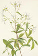 Porteranthus trifolié Porteranthus trifoliatus - Mary Vaux Walcott — artwork view