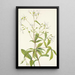 Porteranthus trifolié Porteranthus trifoliatus - Mary Vaux Walcott — framed artwork on a wall