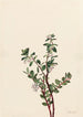 Gaylussacia brachycera Gaylussacia brachycera - Mary Vaux Walcott — artwork view