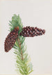 Pin aristé Pinus aristata - Mary Vaux Walcott — Ansicht des Kunstwerks
