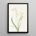 Stenanthium occidental Stenanthium occidentale - Mary Vaux Walcott — gerahmtes Bild an der Wand