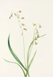 Stenanthium occidental Stenanthium occidentale - Mary Vaux Walcott — Ansicht des Kunstwerks