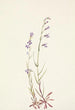 Lobélie des Ruisseaux Lobelia kalmii - Mary Vaux Walcott — Ansicht des Kunstwerks