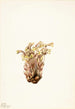 Orobanche fasciculée Orobanche fasciculata - Mary Vaux Walcott — Ansicht des Kunstwerks