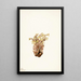 Orobanche fasciculée Orobanche fasciculata - Mary Vaux Walcott — gerahmtes Bild an der Wand