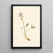 Trèfle d'eau Menyanthes trifoliata - Mary Vaux Walcott — gerahmtes Bild an der Wand