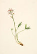 Trèfle d'eau Menyanthes trifoliata - Mary Vaux Walcott — Ansicht des Kunstwerks