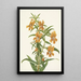 Diplacus longiflorus - Mary Vaux Walcott — gerahmtes Bild an der Wand