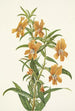Diplacus longiflorus - Mary Vaux Walcott — Ansicht des Kunstwerks