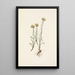 Antennaria luzuloides - Mary Vaux Walcott — framed artwork on a wall