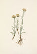 Antennaria luzuloides - Mary Vaux Walcott — artwork view