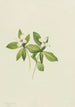 Cornouiller du Canada Cornus canadensis - Mary Vaux Walcott — Ansicht des Kunstwerks