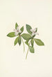 Flower of the Canadian dogwood Cornus canadensis - Mary Vaux Walcott — artwork view