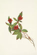 Frucht des Kornelkrauts aus Kanada Cornus canadensis - Mary Vaux Walcott — Ansicht des Kunstwerks